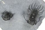 Double Spiny Quadrops Trilobite Specimen - Ofaten, Morocco #255575-2